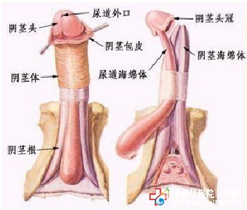 男科专家解析：什么是阴茎畸形？ 九江医大医院