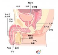 附睾炎的治疗方法有哪些？