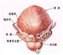 九江检查前列腺炎多少钱